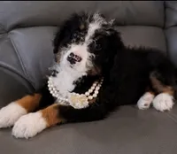 Jazz, a female Miniature Bernedoodle for sale in Westborough, MA – 4 of 5