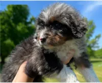 Jax , a male Miniature Bernedoodle for sale in Westborough, MA – 5 of 6