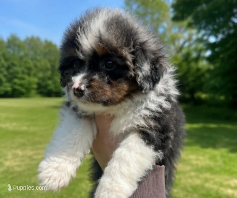 Jax  – Miniature Bernedoodle puppy for sale in Westborough, MA