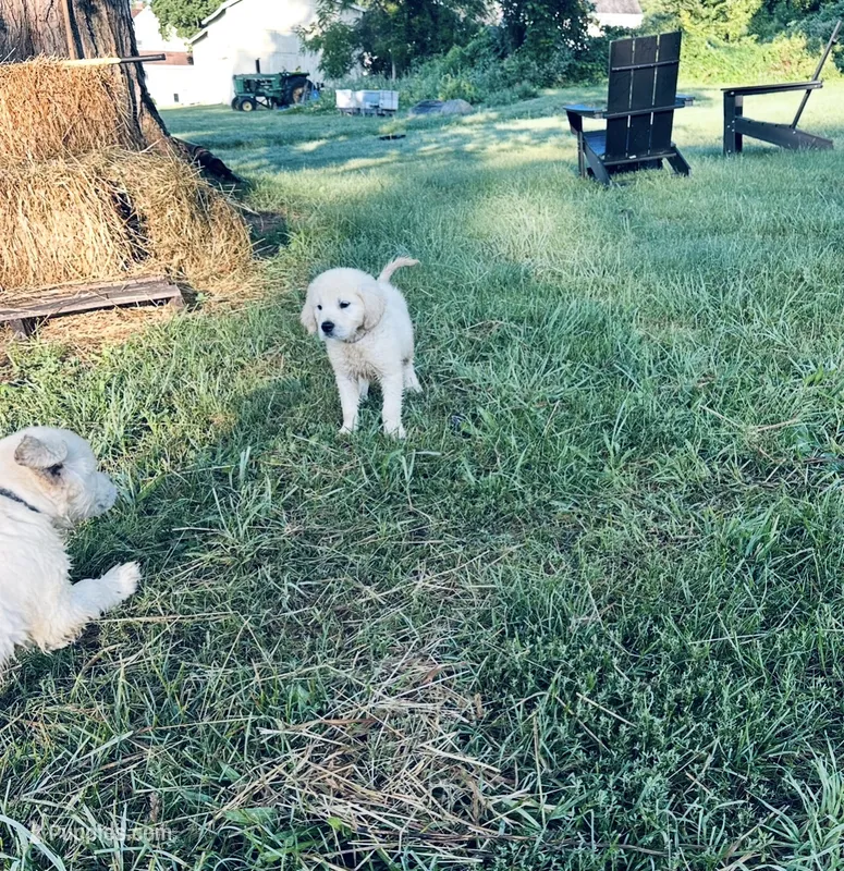 Henry AKC – Golden Retriever puppy for sale in Westborough, MA