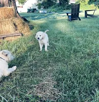 Henry AKC, a male Golden Retriever for sale in Westborough, MA – 1 of 9