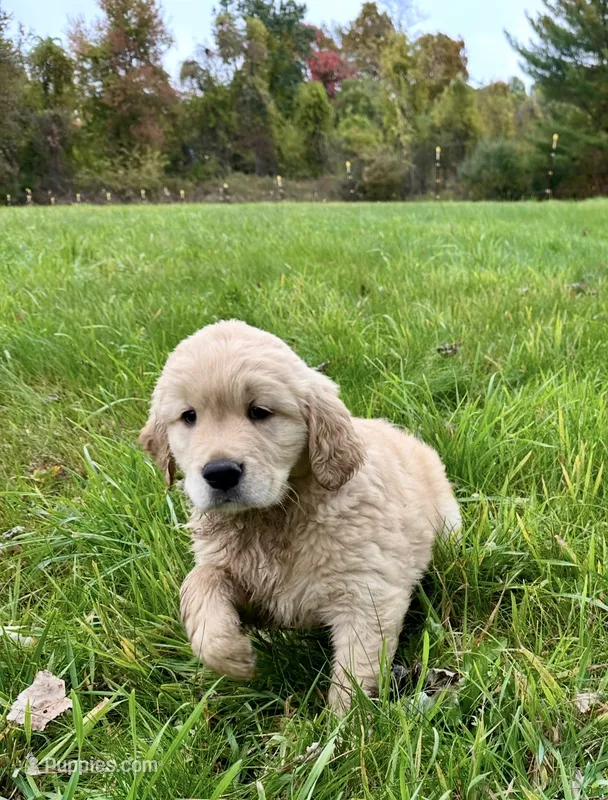 Onyx  – Golden Retriever puppy for sale in Westborough, MA