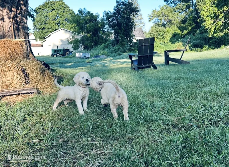 Lexi AKC  – Golden Retriever puppy for sale in Westborough, MA