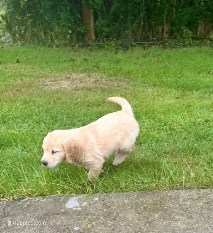 Onyx  – Golden Retriever puppy for sale in Westborough, MA