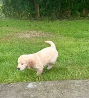 Onyx , a male Golden Retriever for sale in Westborough, MA – 1 of 3
