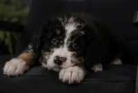 Jazz, a female Miniature Bernedoodle for sale in Westborough, MA – 2 of 5