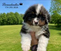 Jax , a male Miniature Bernedoodle for sale in Westborough, MA – 6 of 6