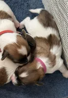 Willow, a female Papillon for sale in Moyie Springs, ID – Photo 7 of 7