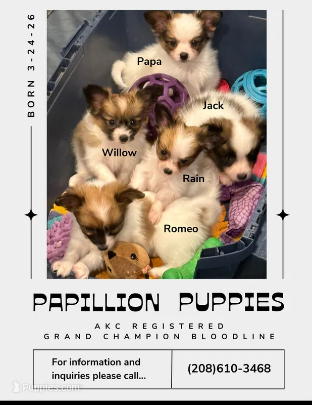 Willow – Papillon puppy for sale in Moyie Springs, ID