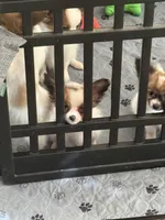 Rain, a male Papillon for sale in Moyie Springs, ID – 4 of 5