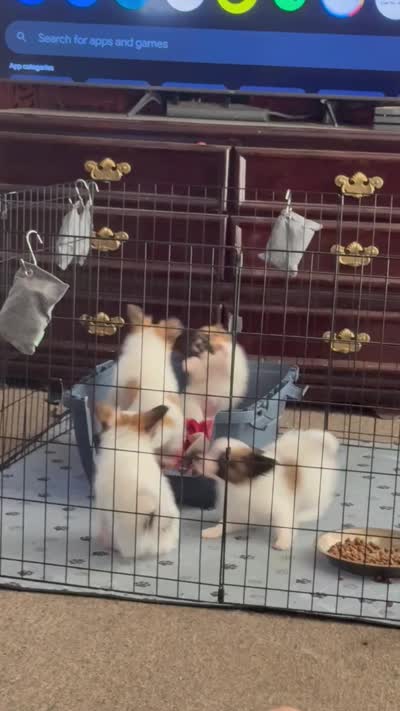 Romeo, a male Papillon for sale in Moyie Springs, ID – 7 of 8