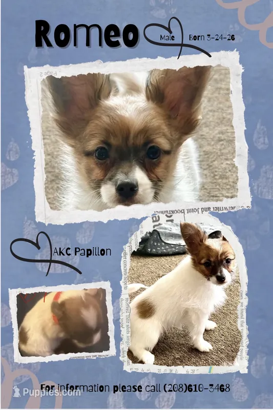 Romeo – Papillon puppy for sale in Moyie Springs, ID