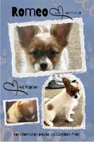 Romeo, a male Papillon for sale in Moyie Springs, ID – 1 of 8