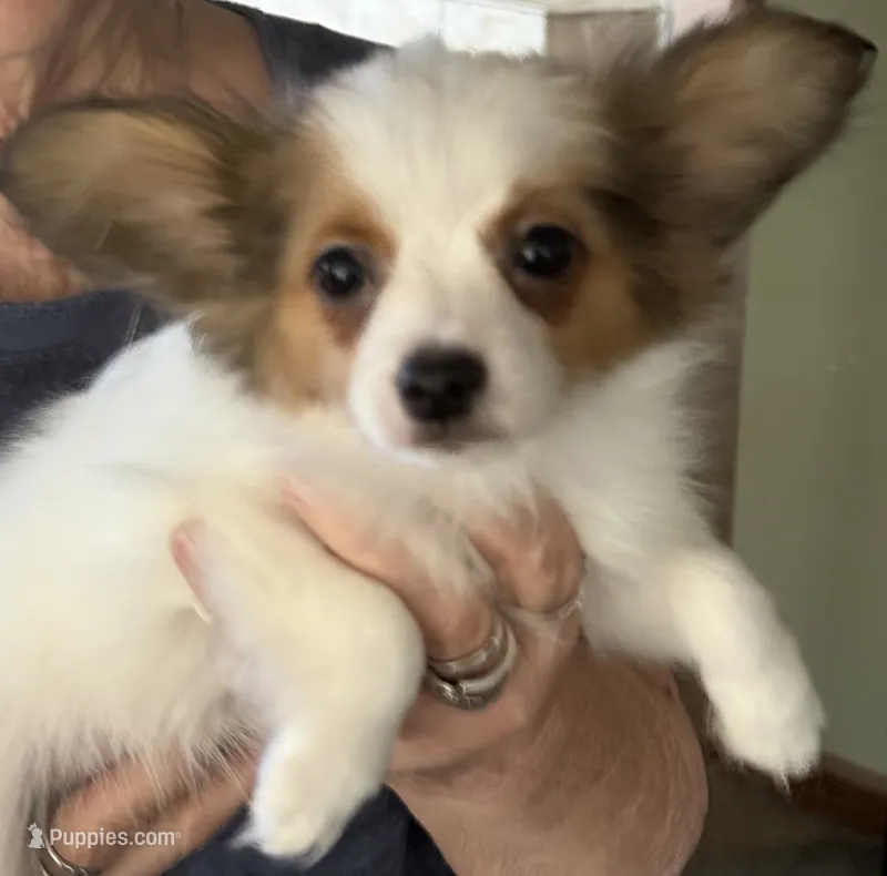 Papa – Papillon puppy for sale in Moyie Springs, ID