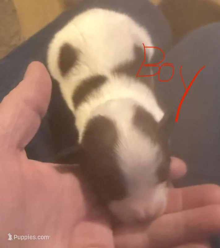 Jack – Papillon puppy for sale in Moyie Springs, ID