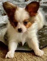 Papa, a male Papillon for sale in Moyie Springs, ID – 3 of 5