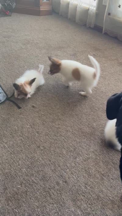 Romeo, a male Papillon for sale in Moyie Springs, ID – 6 of 8