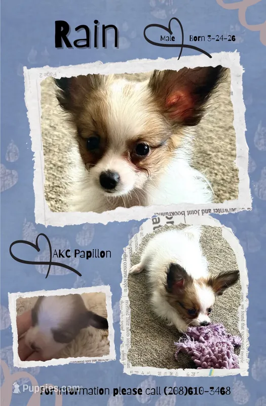 Rain – Papillon puppy for sale in Moyie Springs, ID