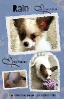 Rain, a male Papillon for sale in Moyie Springs, ID – 1 of 5