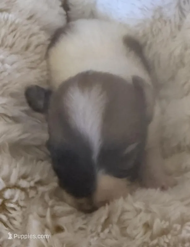 Romeo – Papillon puppy for sale in Moyie Springs, ID
