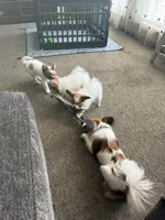 Romeo, a male Papillon for sale in Moyie Springs, ID – 4 of 8