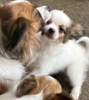 Papa, a male Papillon for sale in Moyie Springs, ID – 2 of 5