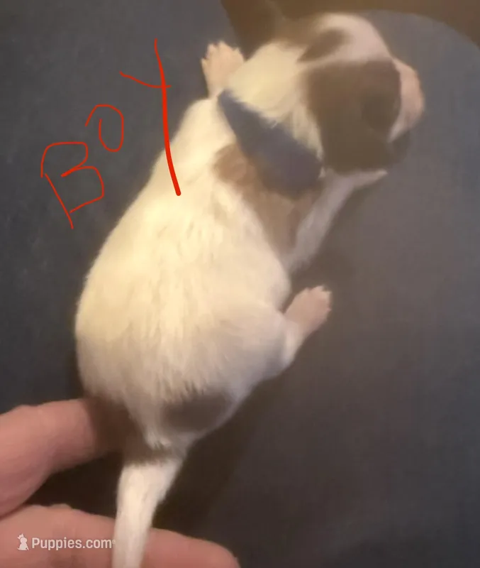 Rain – Papillon puppy for sale in Moyie Springs, ID