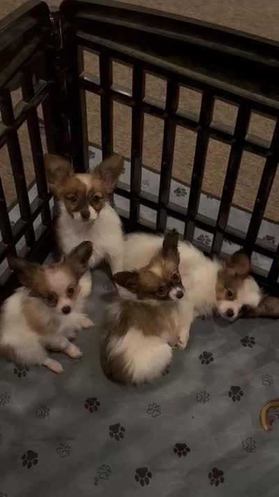 Rain, a male Papillon for sale in Moyie Springs, ID – 5 of 5