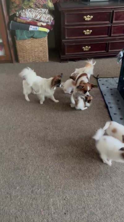Papa, a male Papillon for sale in Moyie Springs, ID – 5 of 5
