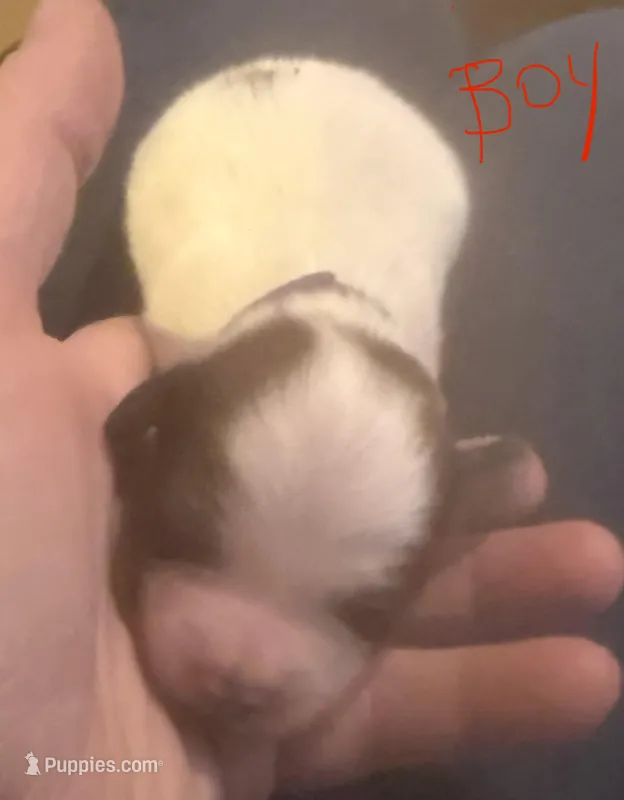 Pappa – Papillon puppy for sale in Moyie Springs, ID
