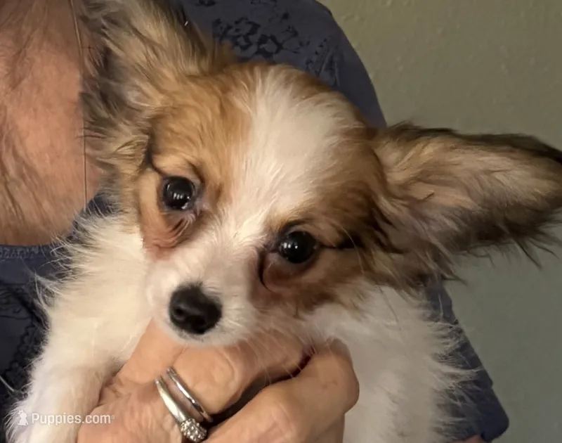 Rain – Papillon puppy for sale in Moyie Springs, ID