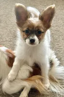 Romeo, a male Papillon for sale in Moyie Springs, ID – 3 of 8