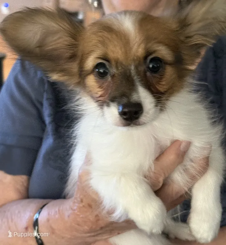 Romeo – Papillon puppy for sale in Moyie Springs, ID