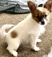 Romeo, a male Papillon for sale in Moyie Springs, ID – 2 of 8