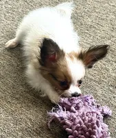 Rain, a male Papillon for sale in Moyie Springs, ID – 3 of 5