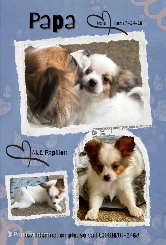 Papa – Papillon puppy for sale in Moyie Springs, ID