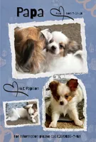 Papa, a male Papillon for sale in Moyie Springs, ID – 1 of 5