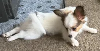 Papa, a male Papillon for sale in Moyie Springs, ID – 4 of 5