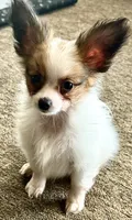 Rain, a male Papillon for sale in Moyie Springs, ID – 2 of 5