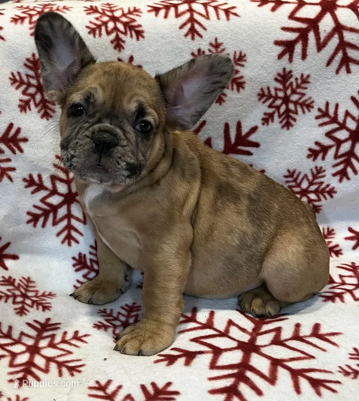 Wrangler - Fawn Merle
