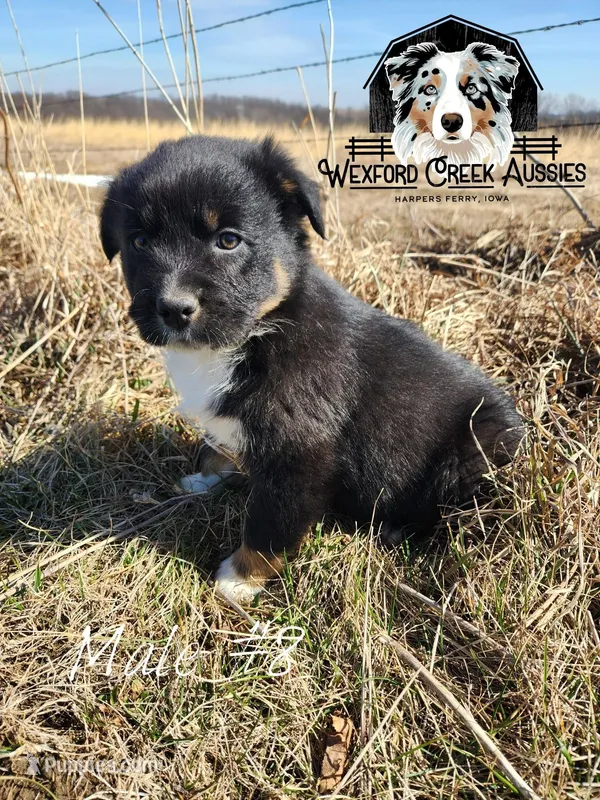 Male #8  – Australian Shepherd puppy for sale in Harpers Ferry, IA