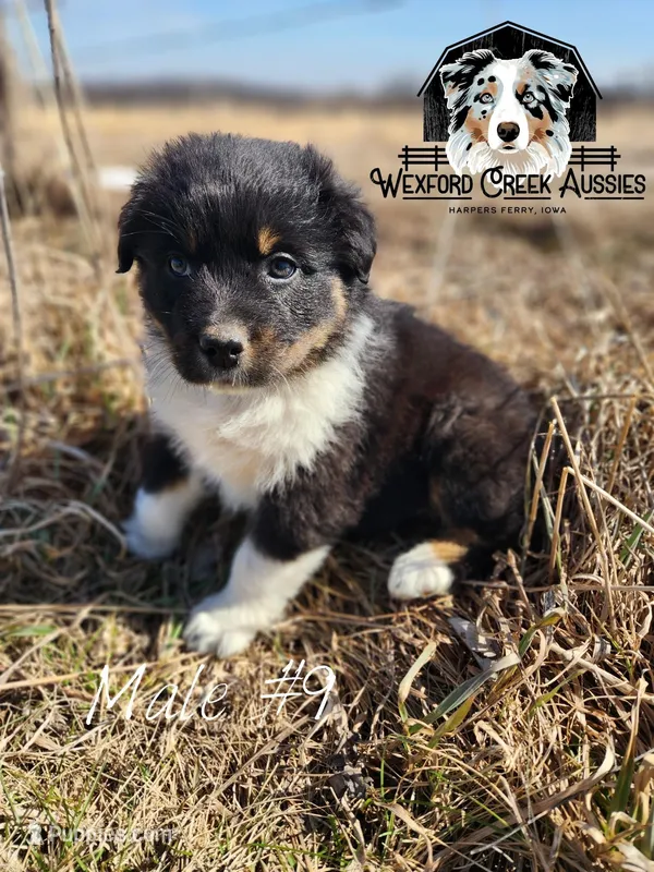 Male #9 – Australian Shepherd puppy for sale in Harpers Ferry, IA