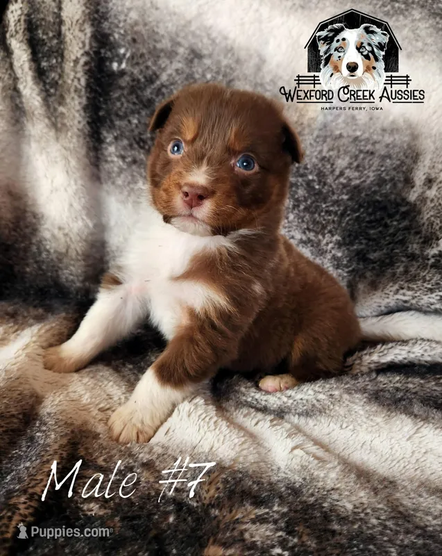 Male #7, a male Australian Shepherd for sale in Harpers Ferry, IA – Photo 1 of 1