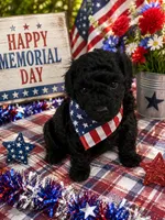 MP Green AKC, a male Poodle - Toy  for sale in Benson, NC – 1 of 4