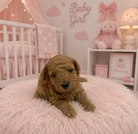 MP1 AKC, a female Poodle - Toy  for sale in Benson, NC – 3 of 4