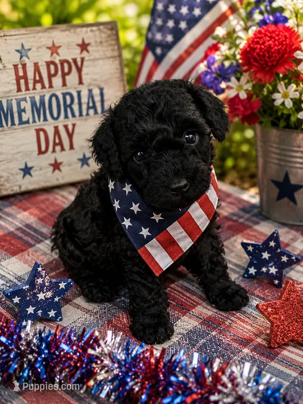 MP Blue AKC – Poodle - Toy  puppy for sale in Benson, NC