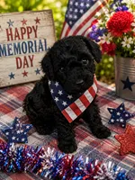 MP Blue AKC, a male Poodle - Toy  for sale in Benson, NC – 1 of 4
