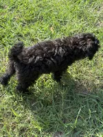 MP Blue AKC, a male Poodle - Toy  for sale in Benson, NC – 3 of 9