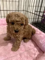 MP1 AKC, a female Poodle - Toy  for sale in Benson, NC – 4 of 4