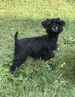 CP AKC Toy Pink, a female Miniature Schnauzer for sale in Benson, NC – 2 of 8